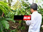 Panen Kopi di Lampung Barat, Presiden Jokowi Dorong Peningkatan Produktivitas